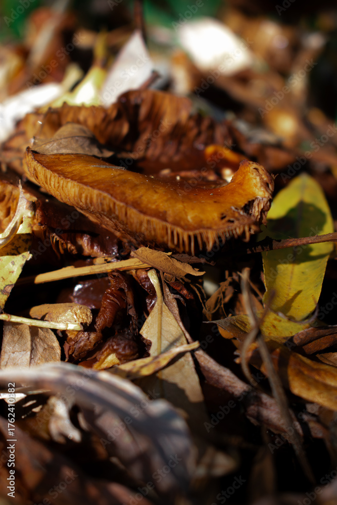 Naklejka premium Close-up of brown forest mushrooms among fallen leaves — rich autumn textures, earthy tones, and soft light capturing the quiet magic of nature’s cycle of decay and renewal.