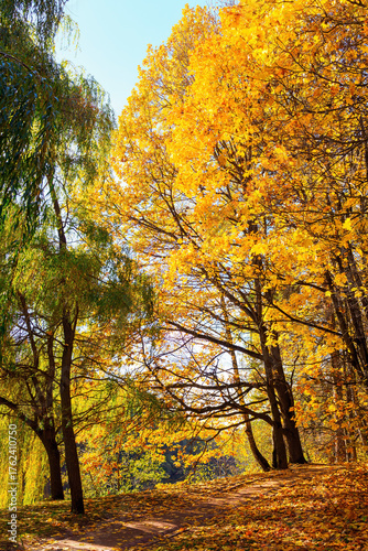 very bright and colorful foliage in the autumn park