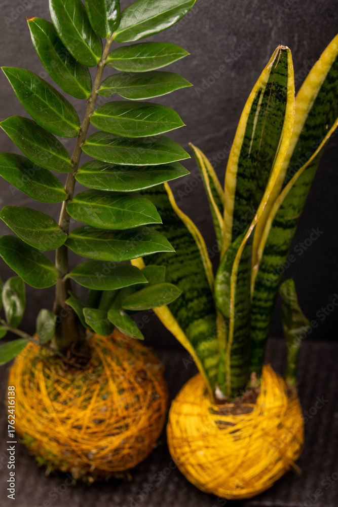 Obraz premium Kokedama collection on dark background – artistic botanical composition with ornamental plants and cacti