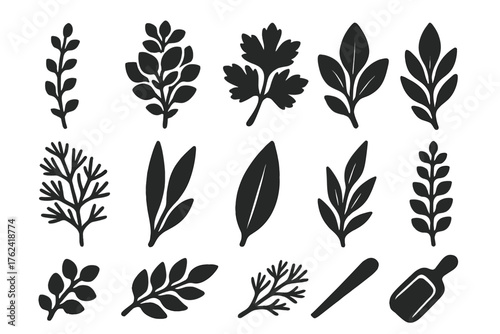 Culinary Herb Icons. Solid style icons of Culinary Herbs: thyme stem, oregano bunch, parsley leaf, sage sprig, dill cluster, chive