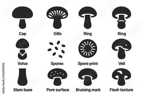 Mushroom Anatomy Icons. Solid style icons of Mushroom anatomy: cap, gills, stipe, ring, volva, spores, spore print, veil, stem