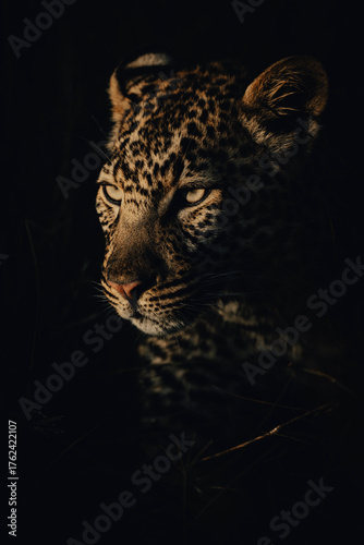 Canvas Print close up of a leopard
