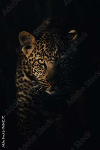 close up of a leopard