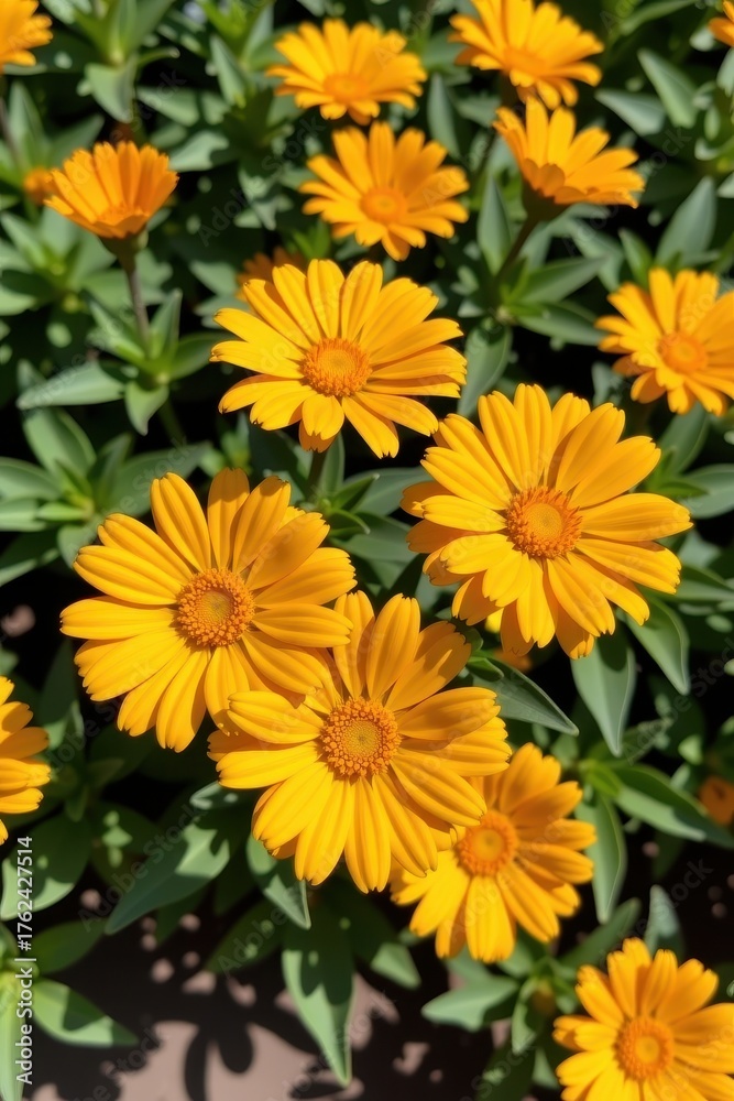 Fototapeta premium Vibrant yellow Calendula flowers in perfect symmetry, blooming in sunlight, blossoms, botanical, organic