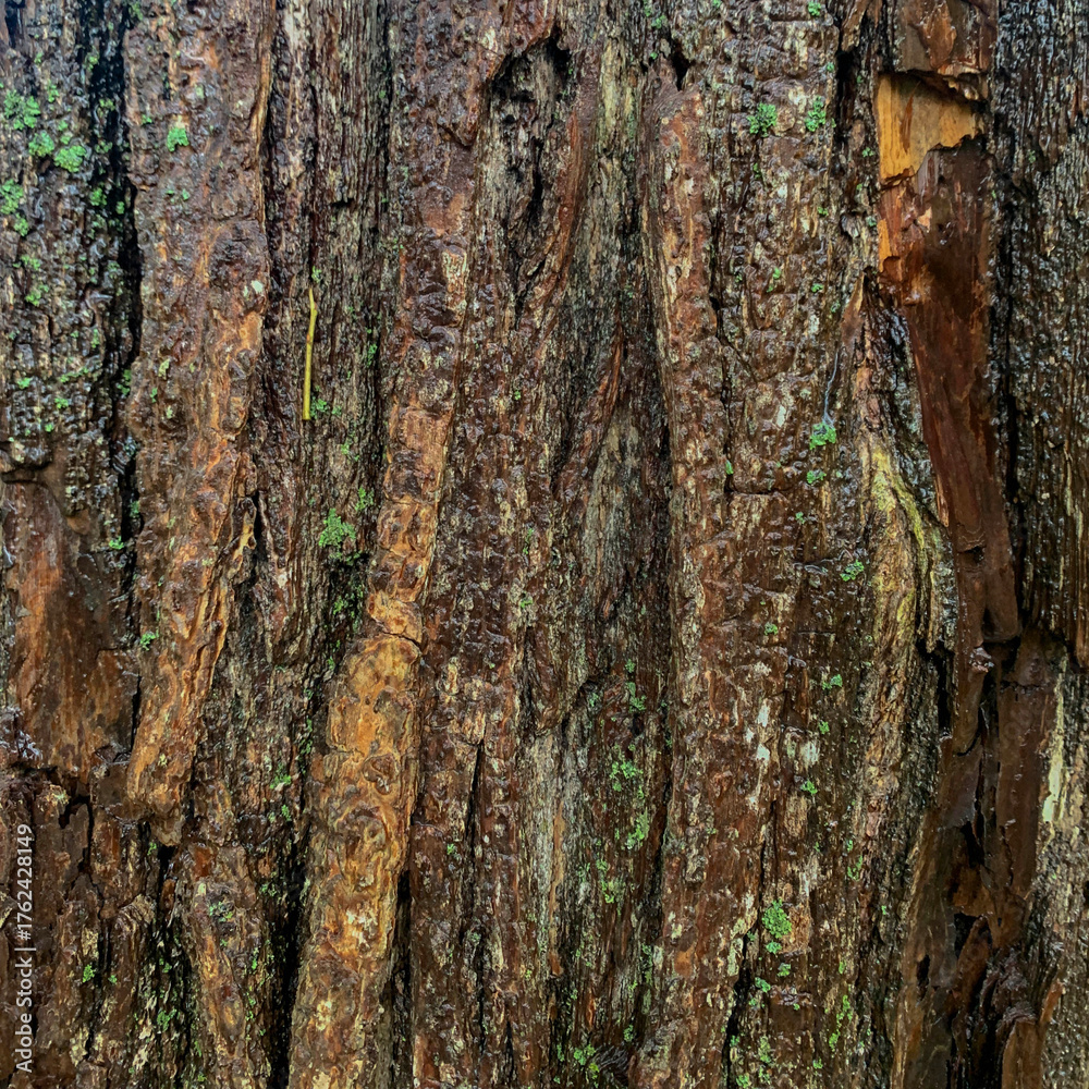 Obraz premium bark of a tree