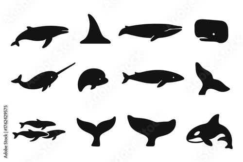 Whale Species Icons. Solid style icons of Whale Species Icons: humpback silhouette, orca dorsal, blue whale shape, sperm whale