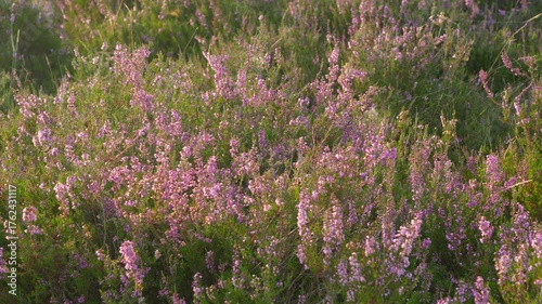 Delicate purple colors of blooming heather late afternoon in august. Spiderweb between some twigs. Panorama right to left