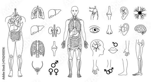 Human Anatomy Illustration - Detailed Organ and Skeletal System Depiction.