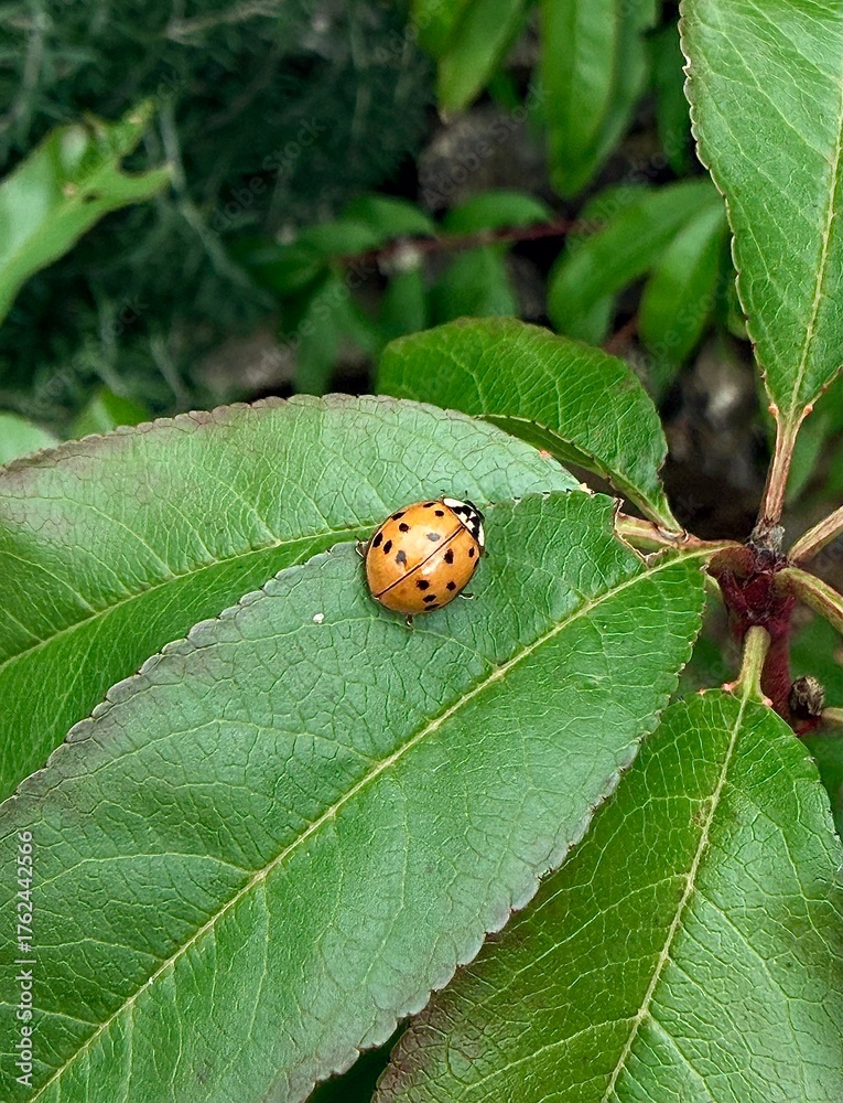 Fototapeta premium beautiful yellow ladybug with black spots on a green leaf