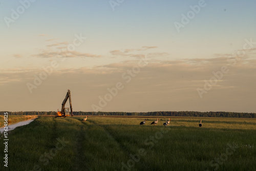 White stork walking across golden field at sunset