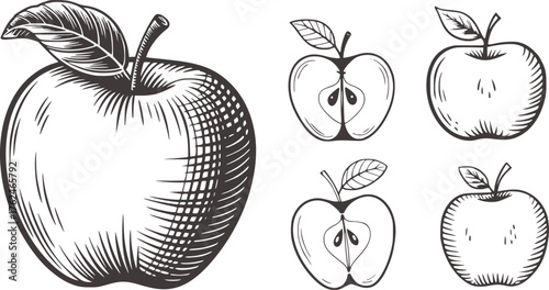 Black and white illustrations of whole and halved apples fruit whole apple