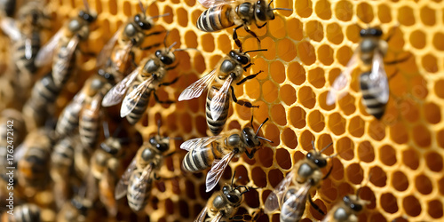 Busy bees clustered on honeycomb, creating honey, demonstrating a vital natural process.