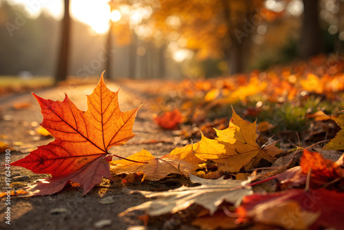 A close up shot of vibrant maple leaf scattered on pathway leaf, fall weather  