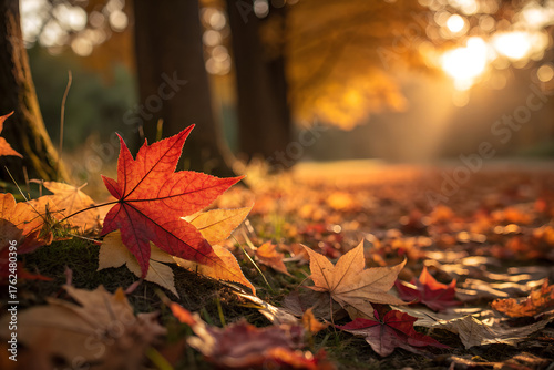 A close up shot of falling maple leaf with sun and trees , fall weather 