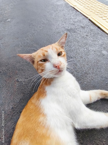Close-up of Ginger Cat Face with Focused Expression