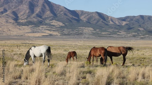 Wild Horses in the Utah Desert in Autumn
