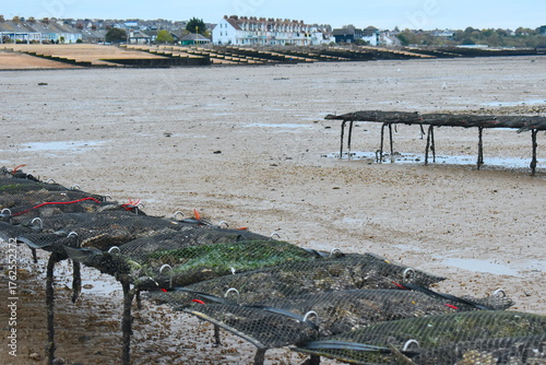 Sustainable oyster farm in Whitstable at low tide Oyster farmers in the UK work all year round to ensure the quality of the oysters from seed to plate Join tour pick and sample freshly shucked oysters