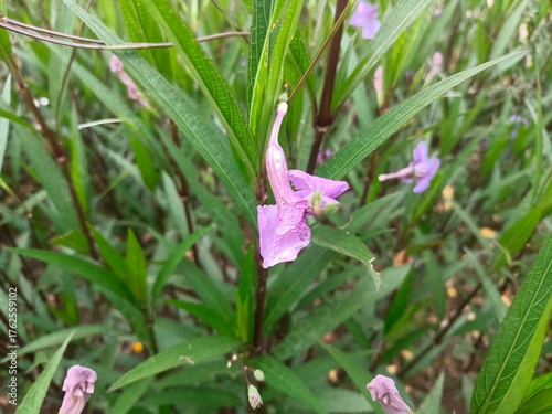 Purple Kencana flower. This flower is predominantly purple, but there are also variations such as white, pink, or bluish purple. This plant is easily found growing wild on roadsides, in meadows