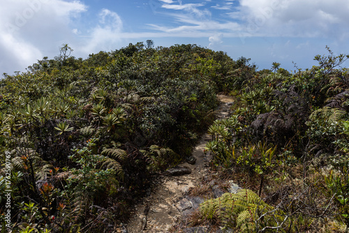 Exploring Caracas, Venezuela. Semi-paramo vegetation and landscape in Waraira Repano National Park. Hiking in the Avila Mountains