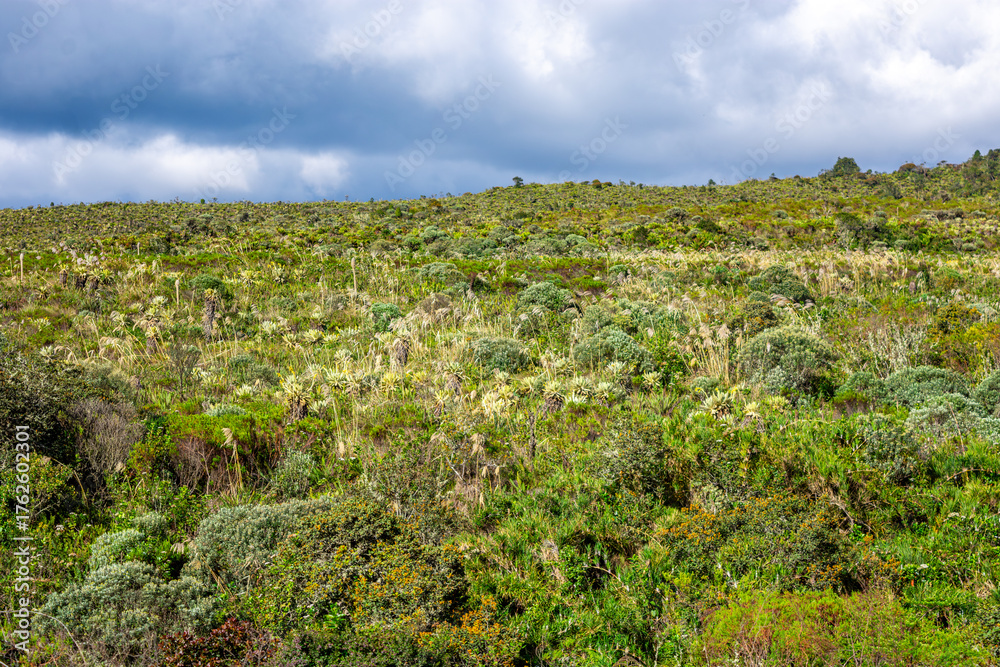 Naklejka premium A vibrant green landscape in San Agustin, Huila, showcasing the natural beauty and biodiversity of Colombia's UNESCO World Heritage site.
