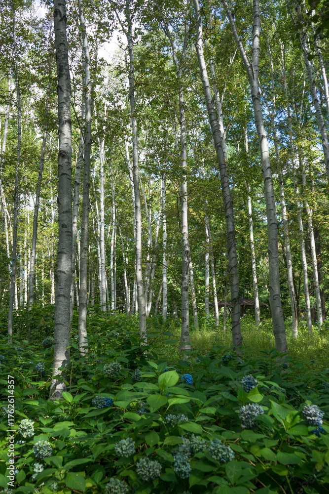 Fototapeta premium 雑木林の風景