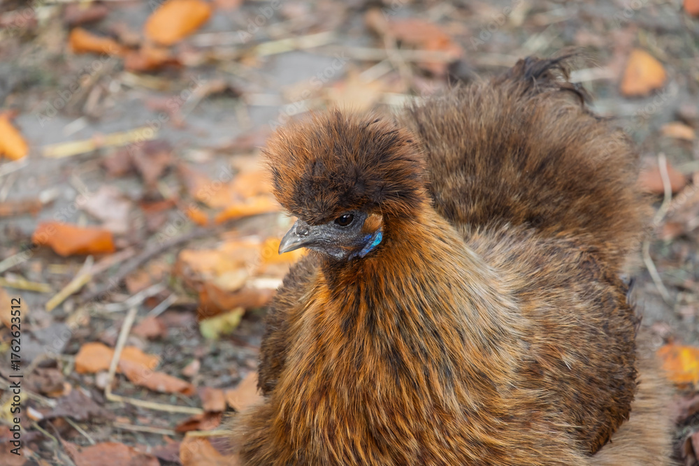 Fototapeta premium Seidenhuhn (Gallus gallus f. domestica)