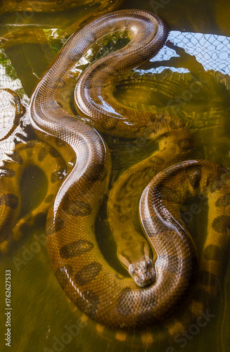 Фотография The anaconda is a massive, semi-aquatic snake native to the rainforests, swamps, and slow-moving rivers of South America
