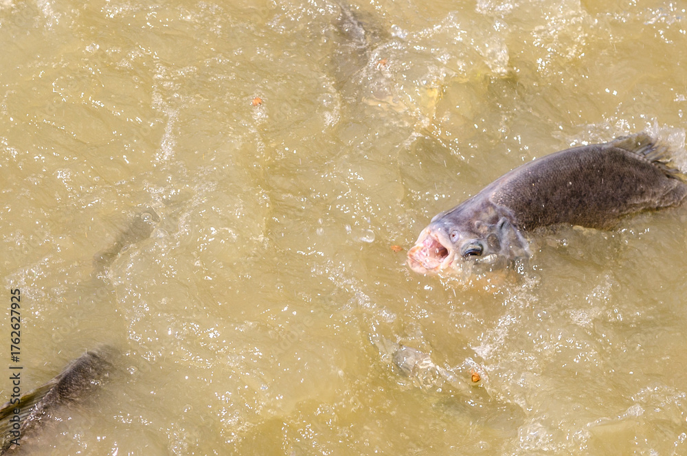 Obraz premium Iquitos, Peru: Exploring the capital of the Amazon