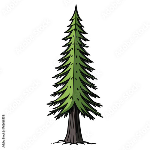 A tall green evergreen tree with a dark brown trunk and sparse roots