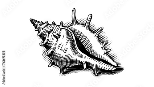 a large seashell with a textured, spiky surface, symbolizing marine life, nature, and coastal beauty.