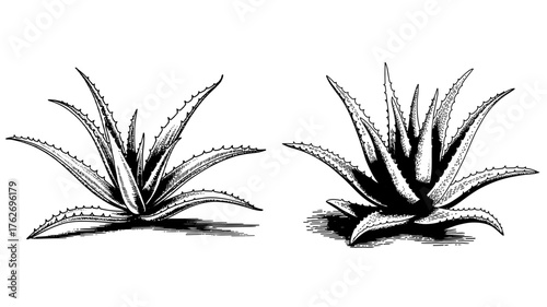 two aloe vera plants in detailed, ideal for botanical, skincare, or natural design themes.