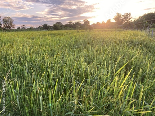 The agriculture in Thailand in winter season