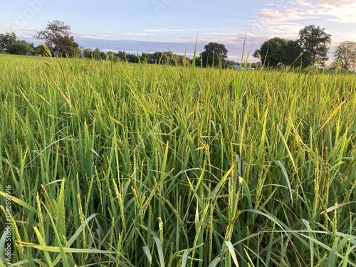 The agriculture in Thailand in winter season