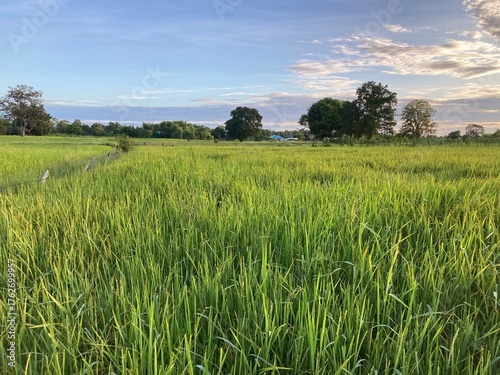 The agriculture in Thailand in winter season