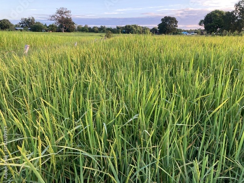The agriculture in Thailand in winter season