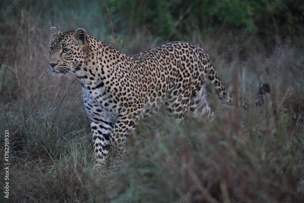 Obraz premium Wild Leopard Stalking