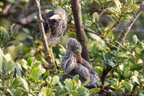 Green heron babies in a nest in a tree.
