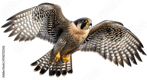 Peregrine falcon in flight, isolated on white background