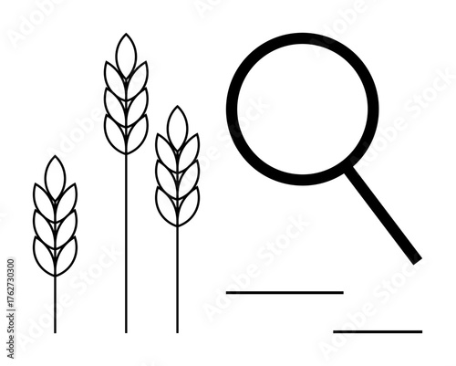 Wheat stalks paired with a magnifying glass. Ideal for agriculture, research, sustainability, food security, farming, innovation, environmental issues. Simple flat metaphor