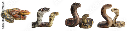 Captivating snake pairings, showing different species together in striking poses, ideal for educational content, wildlife conservation campaigns, or reptile-themed designs