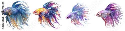 Captivating Siamese Fighting Fish Collection: Vibrant, Elegant, and Graceful Aquarium Fish Showcase for Art, Design, and Pet Enthusiasts – A Colorful Aquatic Symphony