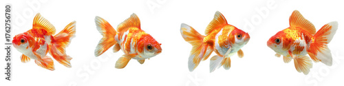 Delightful orange and white goldfish swimming gracefully, bringing a touch of vibrant aquatic life to your creative projects and adding an element of tranquility and charm