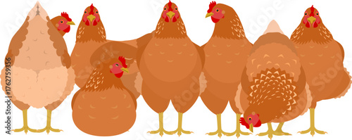  group of  brown chickens