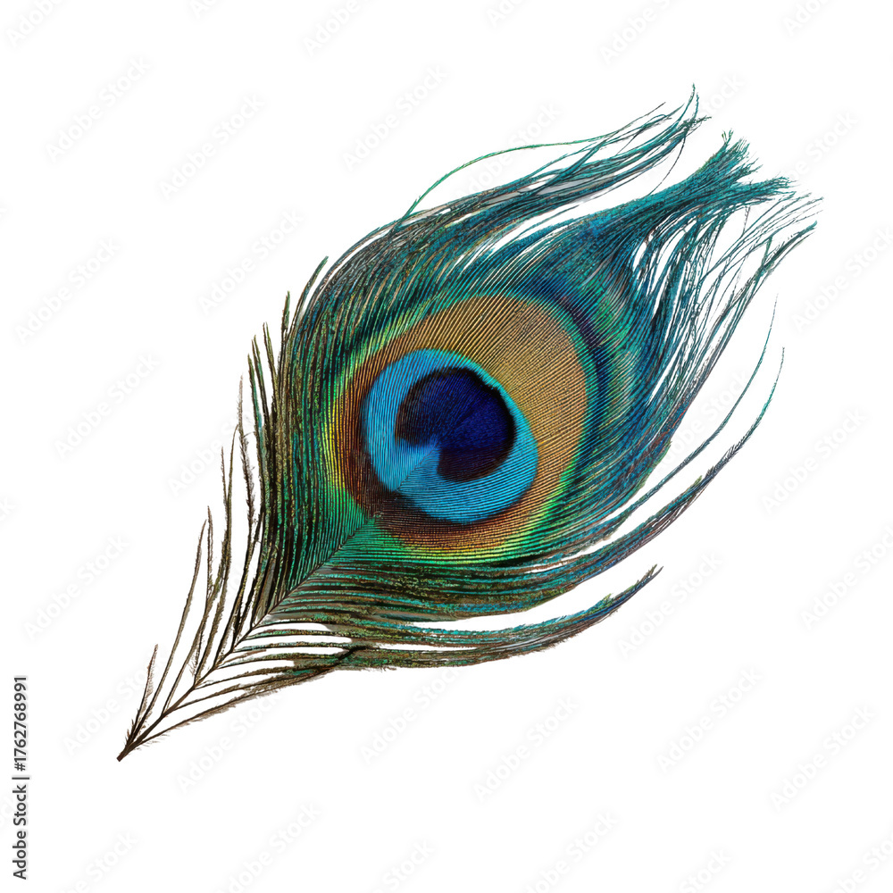Fototapeta premium Single peacock feather with iridescent eye pattern on a black background bird plumage