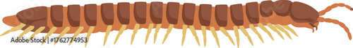 Cartoon Style Detailed Millipede Animal Crawling Insect Creature Illustration