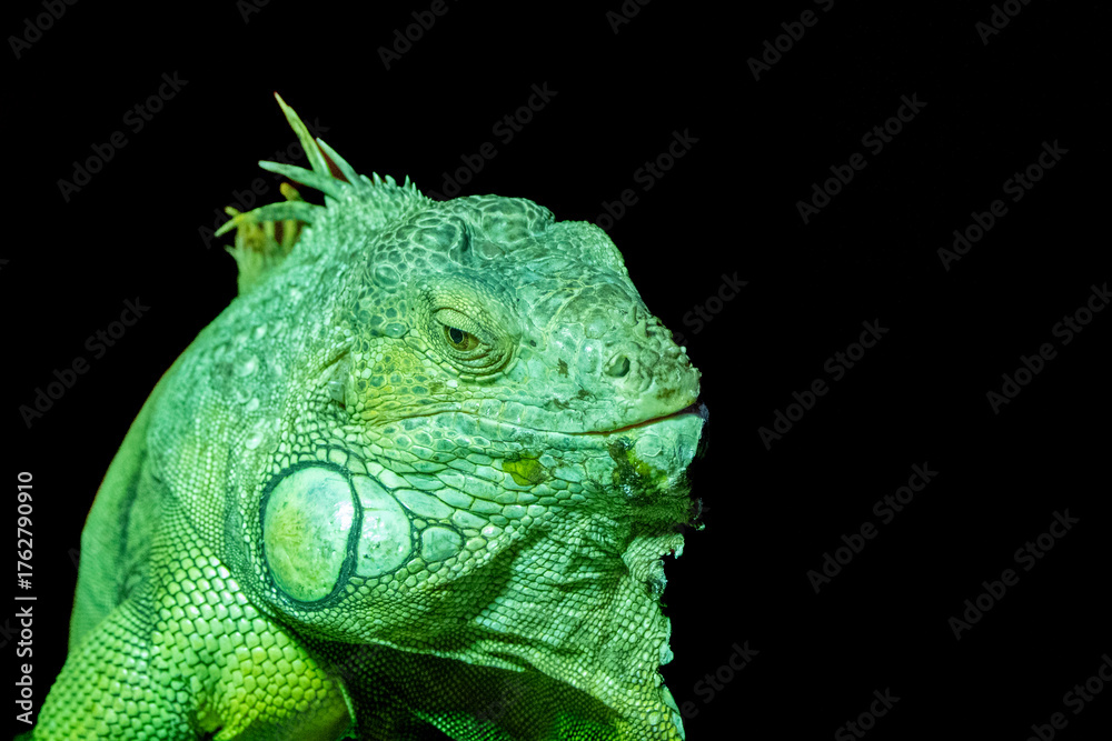 Fototapeta premium guana verde em pose sobre tronco — símbolo de calma, adaptação e natureza exótica.