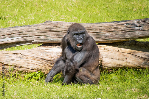 Chimpanzé pensativo em ambiente natural — símbolo de inteligência e emoção animal