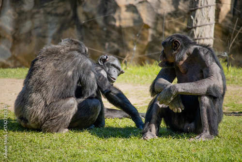 Chimpanzé pensativo em ambiente natural — símbolo de inteligência e emoção animal
