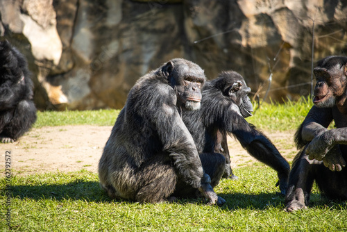 Chimpanzé pensativo em ambiente natural — símbolo de inteligência e emoção animal