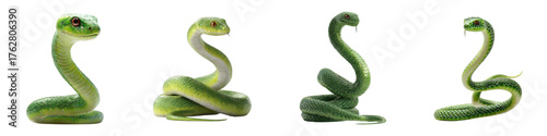 Striking collection of green snakes poised to strike, embodying danger and exotic beauty with vibrant scales and intense gaze for wildlife enthusiasts and nature lovers